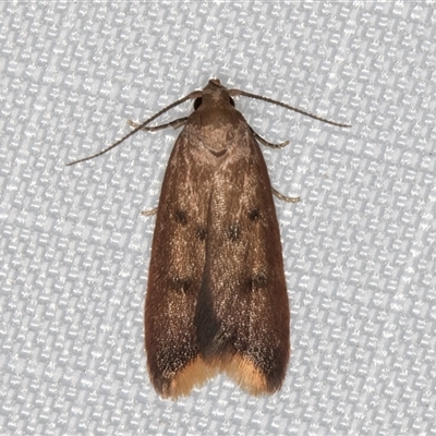 Tachystola acroxantha (A Concealer moth) at Melba, ACT - 6 May 2025 by kasiaaus