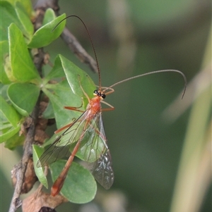 Dicamptus fuscicornis at Hume, ACT - 10 Feb 2024 by MichaelBedingfield
