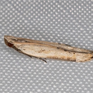 Unverified Curved-horn moth (all Gelechioidea except Oecophoridae) at Melba, ACT - 7 May 2025 by kasiaaus