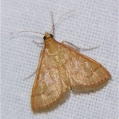 Unverified Pyralid or Snout Moth (Pyralidae & Crambidae) by PJH123
