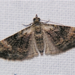 Mnesiloba eupitheciata by PJH123