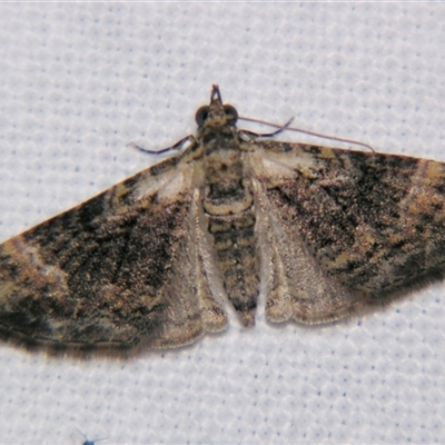 Mnesiloba eupitheciata by PJH123