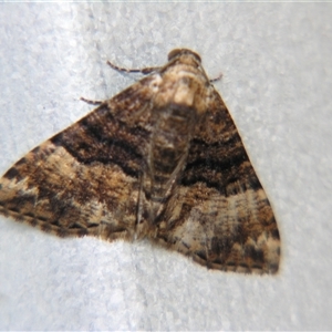 Unverified Geometer moth (Geometridae) by PJH123