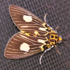 Unverified Noctuoid moth (except Arctiinae) by PJH123
