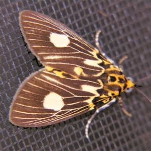 Unverified Noctuoid moth (except Arctiinae) by PJH123