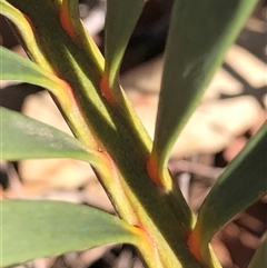Macrozamia secunda at Crowther, NSW - Today by Frecko