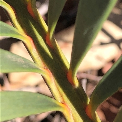 Macrozamia secunda at Crowther, NSW - Today by Frecko
