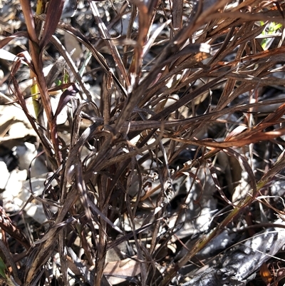 Stypandra glauca (Nodding Blue Lily) at Crowther, NSW - Today by Frecko