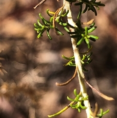 Cassinia sifton at Crowther, NSW - Today by Frecko