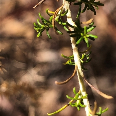 Cassinia sifton at Crowther, NSW - Today by Frecko