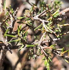 Dillwynia sericea (Egg And Bacon Peas) at Crowther, NSW - Today by Frecko
