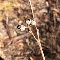 Eucalyptus blakelyi (Blakely's Red Gum) at Crowther, NSW - Today by Frecko