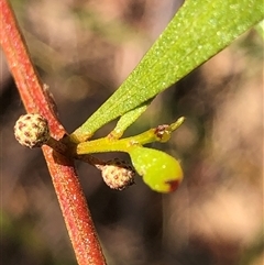 Acacia hakeoides (Hakea Wattle) at Crowther, NSW - Today by Frecko