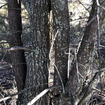 Callitris endlicheri (Black Cypress Pine) at Crowther, NSW - Today by Frecko