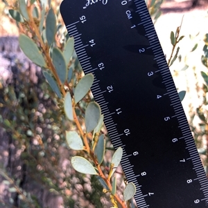 Acacia buxifolia subsp. buxifolia (Box-leaf Wattle) at Crowther, NSW - 9 May 2025 by Frecko
