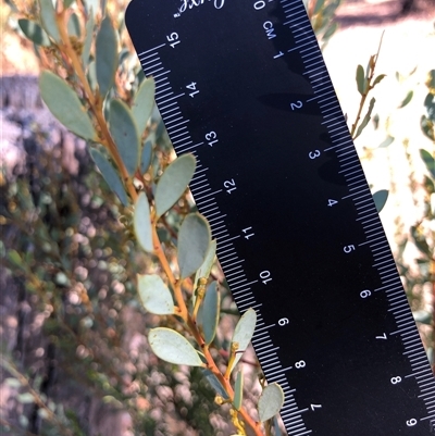 Acacia buxifolia subsp. buxifolia (Box-leaf Wattle) at Crowther, NSW - Today by Frecko
