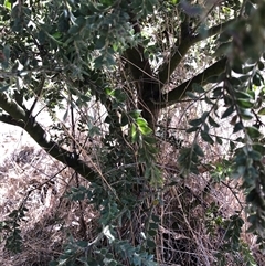 Acacia vestita (Hairy Wattle) at Crowther, NSW - Today by Frecko