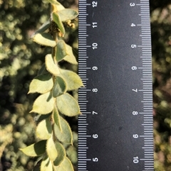 Acacia vestita at Crowther, NSW - 9 May 2025 11:36 AM
