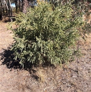 Acacia vestita at Crowther, NSW - 9 May 2025 11:36 AM