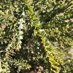 Acacia vestita at Crowther, NSW - 9 May 2025 11:36 AM