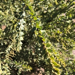 Acacia vestita at Crowther, NSW - 9 May 2025 11:36 AM
