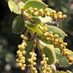 Acacia vestita at Crowther, NSW - 9 May 2025 11:36 AM