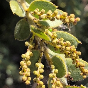 Acacia vestita at Crowther, NSW - 9 May 2025 11:36 AM
