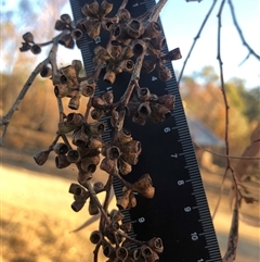 Eucalyptus globulus subsp. bicostata at Crowther, NSW - 8 May 2025 by Frecko
