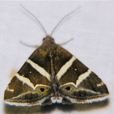 Unverified Noctuoid moth (except Arctiinae) at Cania, QLD - 28 Oct 2009 by PJH123