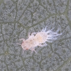 Spondyliaspis plicatuloides at Belconnen, ACT - 7 May 2025 11:54 AM