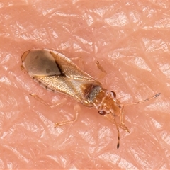 Unverified Other true bug at Belconnen, ACT - 7 May 2025 by kasiaaus