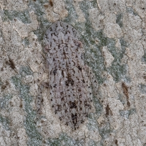 Ledromorpha planirostris at Belconnen, ACT - 7 May 2025 by kasiaaus