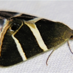 Unverified Noctuoid moth (except Arctiinae) at Cania, QLD - 28 Oct 2009 by PJH123
