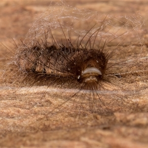 Dermestidae sp. (family) at Belconnen, ACT - 7 May 2025 12:07 PM