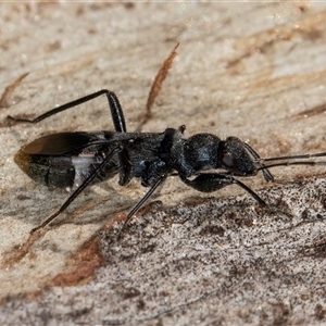 Daerlac apicalis at Belconnen, ACT - 7 May 2025 12:09 PM