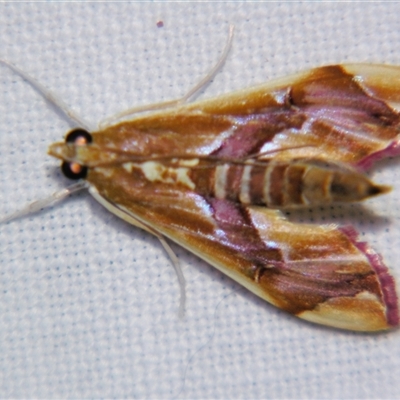 Unverified Pyralid or Snout Moth (Pyralidae & Crambidae) at Cania, QLD - 28 Oct 2009 by PJH123