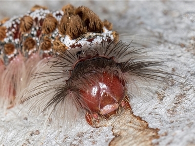 Euproctis baliolalis (Browntail Gum Moth) at Belconnen, ACT - 7 May 2025 by kasiaaus