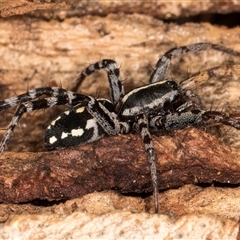 Nyssus coloripes (Spotted Ground Swift Spider) at Belconnen, ACT - 7 May 2025 by kasiaaus