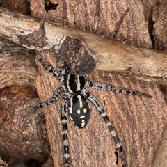 Nyssus coloripes at Belconnen, ACT - 7 May 2025 12:12 PM