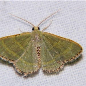 Unverified Geometer moth (Geometridae) at Cania, QLD - 28 Oct 2009 by PJH123