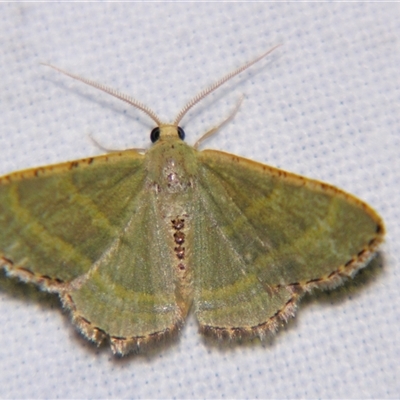 Unverified Geometer moth (Geometridae) at Cania, QLD - 28 Oct 2009 by PJH123