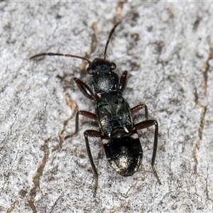 Unverified Other true bug at Belconnen, ACT - 7 May 2025 by kasiaaus