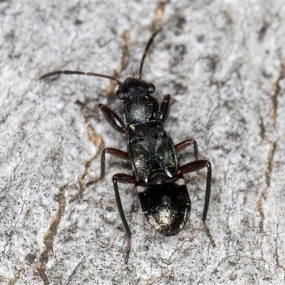 Unverified Other true bug at Belconnen, ACT - 7 May 2025 by kasiaaus