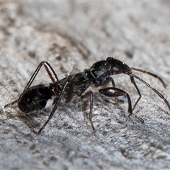 Rhyparochromidae (family) at Belconnen, ACT - 7 May 2025 12:15 PM