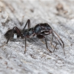 Rhyparochromidae (family) at Belconnen, ACT - 7 May 2025 12:15 PM