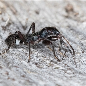 Rhyparochromidae (family) at Belconnen, ACT - 7 May 2025 12:15 PM