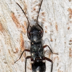 Rhyparochromidae (family) at Belconnen, ACT - 7 May 2025 12:15 PM