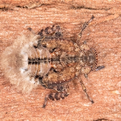 Platybrachys sp. (genus) at Belconnen, ACT - 7 May 2025 by kasiaaus
