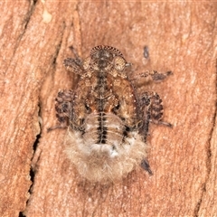 Fulgoroidea (superfamily) at Belconnen, ACT - 7 May 2025 12:26 PM