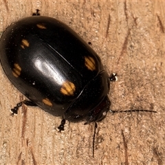 Paropsisterna octosignata (Eucalyptus leaf beetle) at Belconnen, ACT - 7 May 2025 by kasiaaus